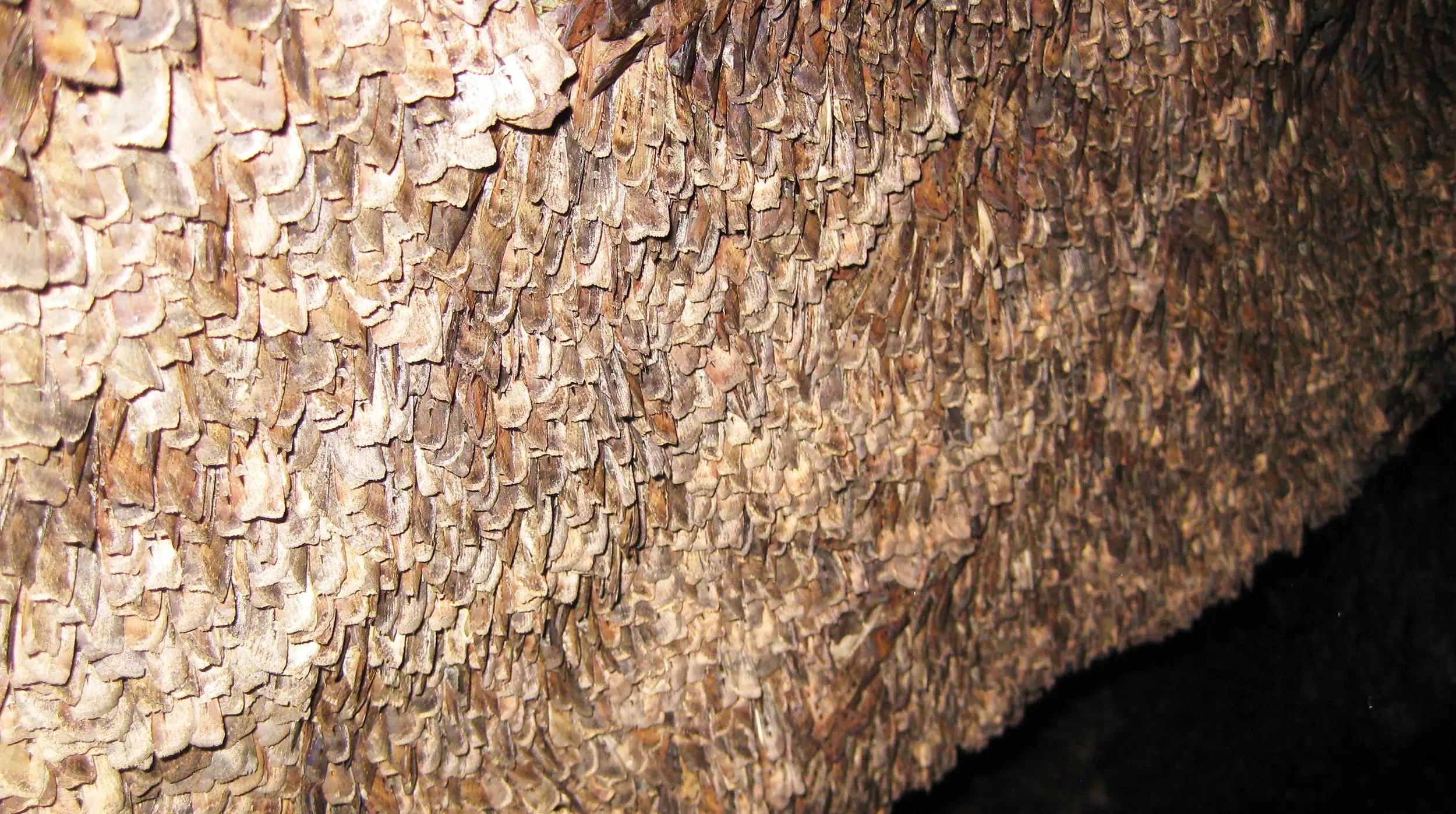Bogong-Moths-on-Cave-Wall.jpg