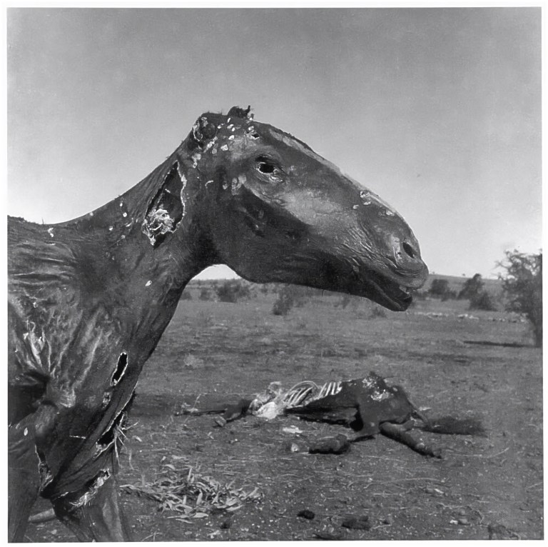 Two horse carcasses, Queensland, 1952