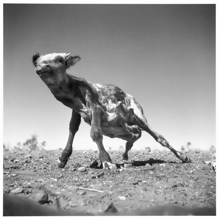 Dried carcass of a calf