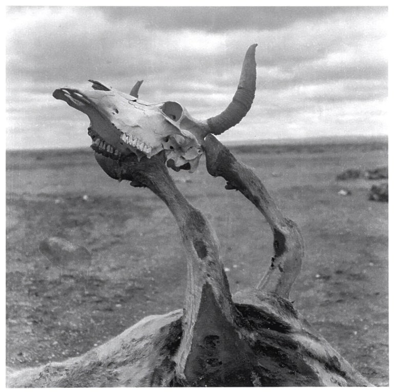 Skull propped up on the legs of a dried cow carcass, Queensland, 1952