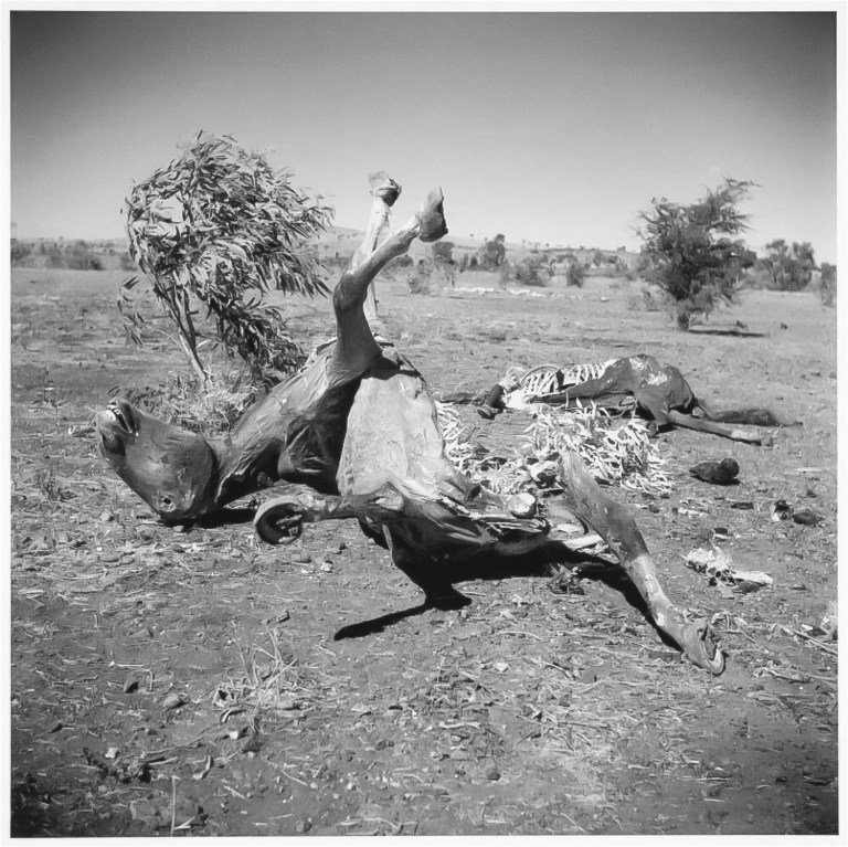 Two horse carcasses, Queensland, 1952
